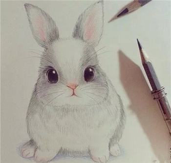 描写兔子的外貌的短语